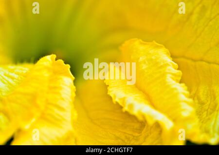 Eine große, schöne gelbe Blüte eines Kürbisses Stockfoto