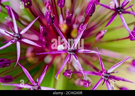 Nahaufnahme Detail der lila Allium Blume Kopf Stockfoto