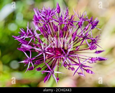 Nahaufnahme Detail der lila Allium Blume Kopf Stockfoto