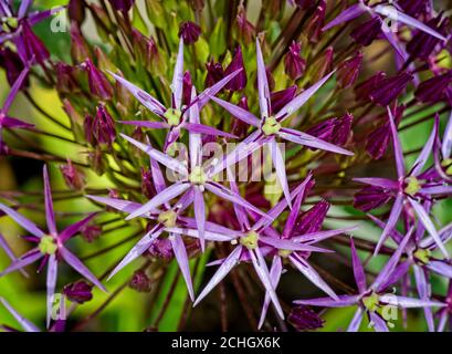 Nahaufnahme Detail der lila Allium Blume Kopf Stockfoto