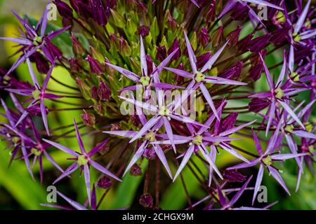 Nahaufnahme Detail der lila Allium Blume Kopf Stockfoto