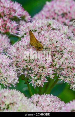 Skipper Schmetterling - Hesperiidae - auf Herbst Joy Sedum - hylotephium - Tagfalter auf crassulacceae - Papilionoidea Stockfoto