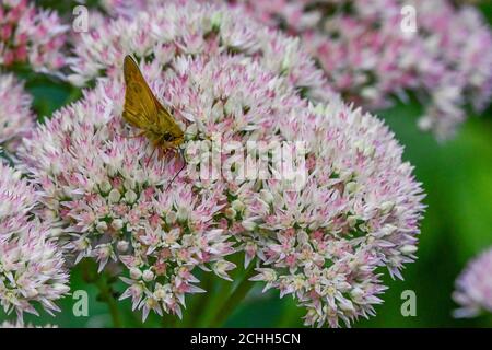 Skipper Schmetterling - Hesperiidae - auf Herbst Joy Sedum - hylotephium - Tagfalter auf crassulacceae - Papilionoidea Stockfoto