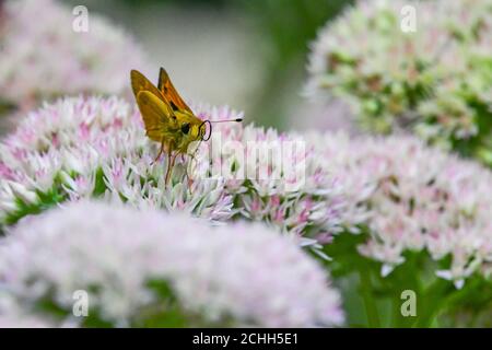 Skipper Schmetterling - Hesperiidae - auf Herbst Joy Sedum - hylotephium - Tagfalter auf crassulacceae - Papilionoidea Stockfoto