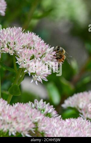 Honigbiene - APIs mellifera - Bestäubung einer rosa Blume - apis Honigbiene auf Blume Abschluss Bestäubung Stockfoto