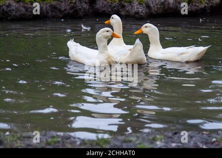 Drei einheimische weiße Enten schwimmen an einem Sommertag mit Federn auf dem Wasser in einem See mit leuchtend orangefarbenen Schnäbeln. Stockfoto