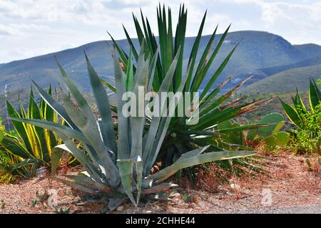 Blaue Agaven Pflanzen in der Nähe anderer Wildpflanzen auf einem unscharf Hintergrund. Wilde Vegetation und Bergkonzept. Stockfoto