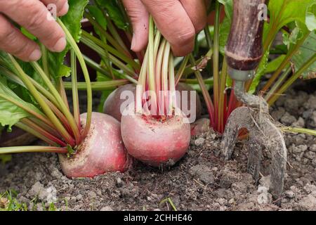 Beta vulgaris 'Chioggia'. Ernte Rote Bete in einem Garten Gemüsegarten. Stockfoto