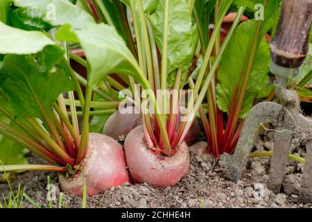 Beta vulgaris 'Chioggia'. Ernte Rote Bete in einem Garten Gemüsegarten. Stockfoto