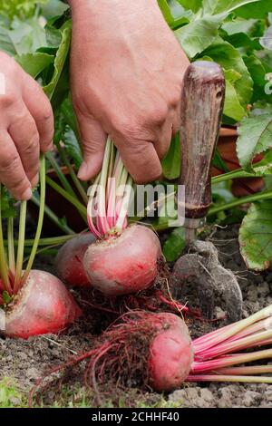 Beta vulgaris 'Chioggia'. Ernte Rote Bete in einem Garten Gemüsegarten. Stockfoto