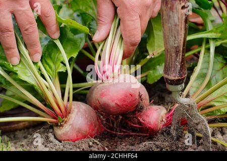 Beta vulgaris 'Chioggia'. Ernte Rote Bete in einem Garten Gemüsegarten. Stockfoto