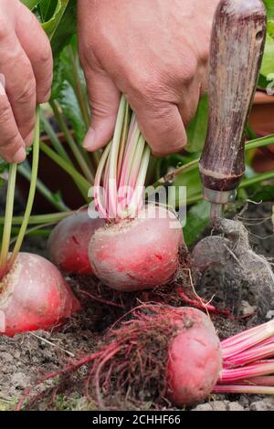 Beta vulgaris 'Chioggia'. Ernte Rote Bete in einem Garten Gemüsegarten. Stockfoto