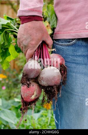 Beta vulgaris ernten. Gärtner hält frisch geerntete Bio-Rote Bete in einem Garten Gemüsegarten gewachsen (im Bild). VEREINIGTES KÖNIGREICH Stockfoto