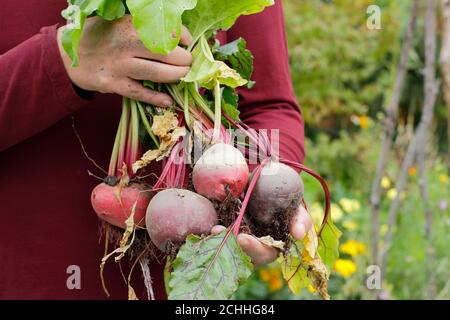 Beta vulgaris. Gärtner hält frisch geerntete Bio-Rote Bete in einem Garten Gemüsegarten gewachsen (im Bild). VEREINIGTES KÖNIGREICH Stockfoto