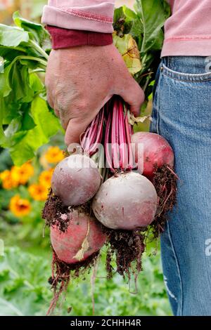 Beta vulgaris ernten. Gärtner hält frisch geerntete Bio-Rote Bete in einem Garten Gemüsegarten gewachsen (im Bild). VEREINIGTES KÖNIGREICH Stockfoto