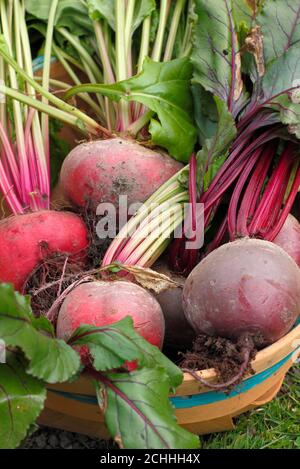 Beta vulgaris. Frisch geerntete biologische Rote Bete in einem Trug, der während der Covid-Pandemie in einem Garten angebaut wurde. VEREINIGTES KÖNIGREICH Stockfoto