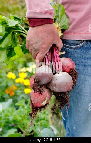 Rote Bete ernten. Gärtner hält frisch geerntete hausgemachte Rote Bete in einem Garten Gemüsegarten. VEREINIGTES KÖNIGREICH Stockfoto