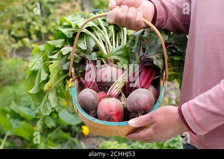 Beta vulgaris. Frisch gepflückte 'Chioggia' und 'Boltardy' Rote Bete in einem Trug, der während der Covid-Pandemie in einem Hintergarten angebaut wurde (Bild). VEREINIGTES KÖNIGREICH Stockfoto