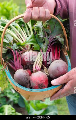 Beta vulgaris. Frisch gepflückte 'Chioggia' und 'Boltardy' Rote Bete in einem Trug, der während der Covid-Pandemie in einem Hintergarten angebaut wurde (Bild). VEREINIGTES KÖNIGREICH Stockfoto