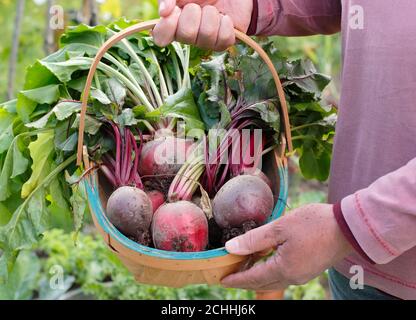 Beta vulgaris. Frisch gepflückte 'Chioggia' und 'Boltardy' Rote Bete in einem Trug, der während der Covid-Pandemie in einem Hintergarten angebaut wurde (Bild). VEREINIGTES KÖNIGREICH Stockfoto