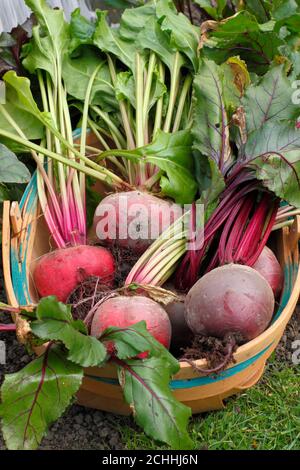 Beta vulgaris. Frisch geerntete biologische Rote Bete in einem Trug, der während der Covid-Pandemie in einem Garten angebaut wurde. VEREINIGTES KÖNIGREICH Stockfoto