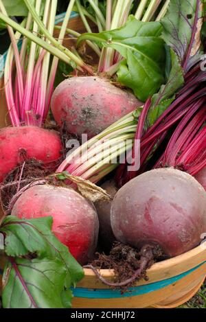 Beta vulgaris. Frisch geerntete biologische Rote Bete in einem Trug, der während der Covid-Pandemie in einem Garten angebaut wurde. VEREINIGTES KÖNIGREICH Stockfoto