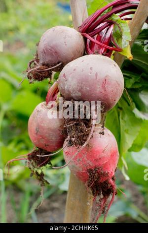 Beta vulgaris 'Chioggia' und 'Boltardy'. Frisch geerntete Rote Bete auf einem Spatengriff in einem Garten Lockdown Gemüse Grundstück. VEREINIGTES KÖNIGREICH Stockfoto