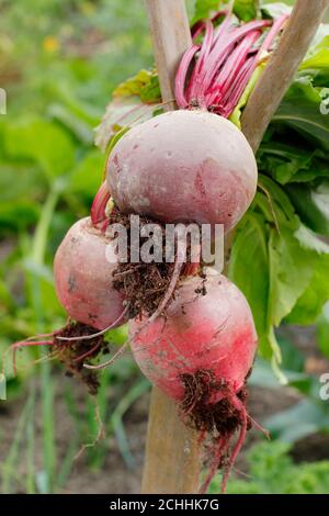 Beta vulgaris 'Chioggia' und 'Boltardy'. Frisch geerntete Rote Bete auf einem Spatengriff in einem Garten Lockdown Gemüse Grundstück. VEREINIGTES KÖNIGREICH Stockfoto