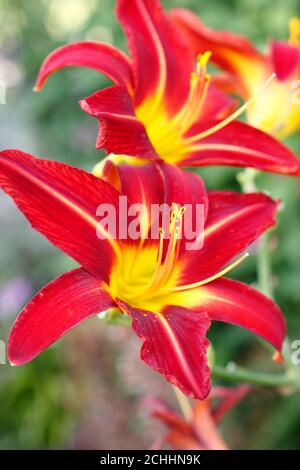 Hemerocallis 'Stafford'. Taglilie 'Stafford' tiefrote Blume mit gelber Kehle. NGM Stockfoto