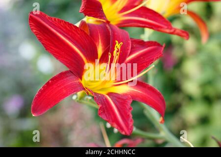 Hemerocallis 'Stafford'. Taglilie 'Stafford' tiefrote Blume mit gelber Kehle. NGM Stockfoto