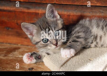 Graue Katze liegt auf der Seite und schaut nach vorne Stockfoto