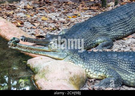 Der Gharial (Gavialis gangeticus) ruht am Teich. Es ist ein Krokodil aus der Familie Gavialidae, beheimatet an sandigen Süßwasser-Flussufern. Stockfoto