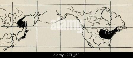 . Vererbung und Evolution in Pflanzen . teris acquilina); und discon-tinuous, wie im Fall der Osmunda Familie, wo agiven Arten in weit voneinander getrennten Lokalitäten gefunden wird, aber nicht in den dazwischen liegenden Regionen. Osmunda regalis (die Königliche Fern), zum Beispiel, ist aus Ost-Nordamerika, Zentral-und Nordasien, und Europa bekannt; OS-munda Japonica aus Zentral-und Nordasien und Japanund der Zimtfarn (Osmunda cinnamomea) nur fromeachterem Nordamerika und Japan. Die Gattung Dicrvilla, GEOGRAPHISCHE VERBREITUNG 155 der Familie der Geißelblattgewächse, ist im Osten der Vereinigten Staaten und C vertreten Stockfoto