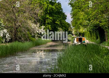 Ein Schiff oder ein Schmalboot auf der Leicester Line des Grand Union Canal in der Nähe von Foxton Locks, Leicestershire, England, Großbritannien Stockfoto