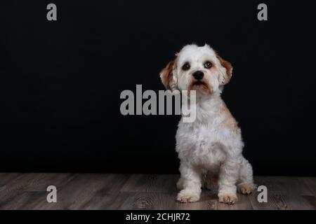 Nahaufnahme eines niedlichen weißen Maltipoo Welpen in einem studio mit schwarzem Hintergrund Stockfoto