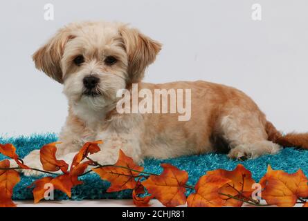 Nahaufnahme eines niedlichen weißen Maltipoo Welpen in einem studio mit Herbstdekorationen Stockfoto