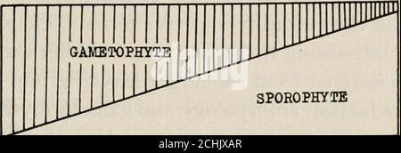 . Vererbung und Evolution in Pflanzen. Alter, das Gametopyte. (Nach Shimer.) wie durch die Sterilisation von Teilen ursprünglich fruchtbar, dh Modifikationen von Fortpflanzungsgewebe hergestellt. Das Sporophyt hat sich immer besser entwickelt und ist zunehmend unabhängig, während das Gametophyt immer einfacher und immer abhängiger geworden ist. Die Evolution der Pflanzen ist durch die fortschreitende Entwicklung des Sporophyten und die allmähliche, aber stetige Regression des Gametophyten vorgegangen. Diese sich verändernde Beziehung wird im folgenden Diagramm rücksichtsgemäß dargestellt (Abb. 67, und auch inAbb. L 66, S. 107. Schritte Stockfoto