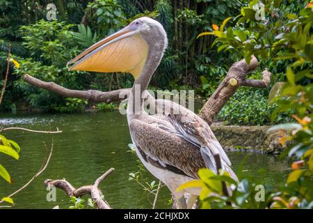 Nahaufnahme des jungen Großpelikans (Pelecanus onocrotalus). Ein Vogel in der Pelikanfamilie. Stockfoto