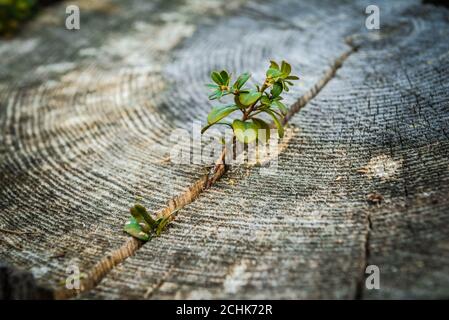 Ein starker Sämling, der im mittleren Stamm der geschnittenen Baumstümpfe wächst. Baum, Konzept der Unterstützung Aufbau einer Zukunft Fokus auf neues Leben. Stockfoto