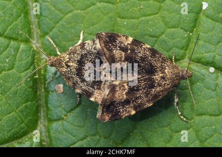 Dorsale Ansicht der sich paarenden Brennnesselzapfen (Anthophila fabriciana) Auf Pflanzenblatt Stockfoto