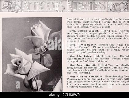 . Armstrong Krankenpflegehalle . MAMAN COCHET.die Königin der rosa Gartenrosen. 33. FRAU JULES GROLEZ Superb in der Knospe, fruchtbar in der Blüte, und schöne Infoliage. Meg Merrilies. Brier Hybrid. Prächtiger Krim-Sohn des reichsten Schattens, robuste Wuchsform und freie Blüte; großes Laub; eines der allerbesten seiner Klasse, ein außergewöhnlich freebloomer während der Frühlingsmonate. Das Blatt besitzt diesen angenehmen Duft charakteristisconly zu den Brierrosen. Meteor. Hybrid-Tee. Eine der sehr hellsten gefärbten tiefroten Rosen in der Existenz; die Farbe ist eine reiche, tiefe, samtig purpurrote außerordentlich b Stockfoto