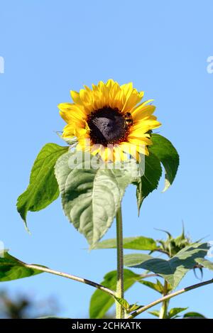 Nahaufnahme einer großen einzigen Sonnenblume gegen eine Tiefe Blauer Himmel Stockfoto