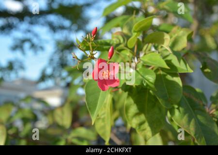 Eine rote Jatropha integerrima blüht mit Knospen am sonnigen Morgen Im Garten Stockfoto