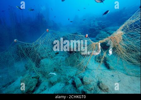 Fische werden in der Gokova Bay Marine Protected Area Türkei von Geisterfischernetz verwickelt. Stockfoto