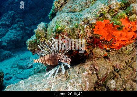 Invasiver Löwenfisch, Pterois volitans, in der Gokova Bay Türkei Stockfoto