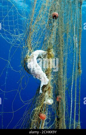 Fische werden in der Gokova Bay Marine Protected Area Türkei von Geisterfischernetz verwickelt. Stockfoto