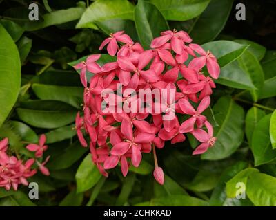 ixora chinensis blüht in der Mitte von grünen Blättern im Garten Stockfoto