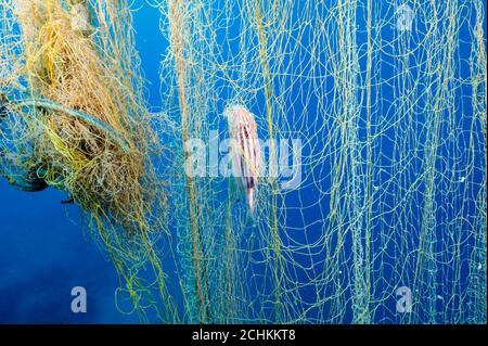 Fische werden in der Gokova Bay Marine Protected Area Türkei von Geisterfischernetz verwickelt. Stockfoto