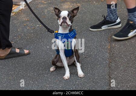 Boston Terrier Hund sitzt auf dem Bürgersteig in Bournemouth, Dorset UK im September Stockfoto