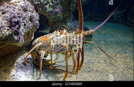 Karibischer Languste; Nahaufnahme; Panulirus argus; farbenfrohe Meerestiere, Tierwelt, Bermuda Aquarium Museum & Zoo; Flatts Village; Bermuda Stockfoto